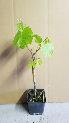 Image de Vitis vinifera 'Chardonnay cl144' greffé sur 3309 / Cépage blanc