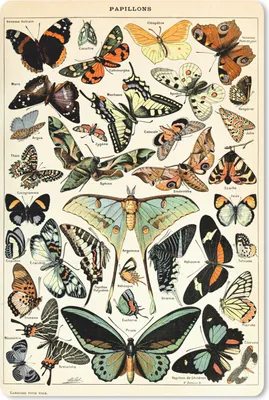 Produktbild von MuchoWow® Mauspad Mousepad Adolphe Millot - Schmetterling - Tiere - Insekten - Vintage 18x27 cm - Mousepads - Maus Mat - Pad - Mausunterlage