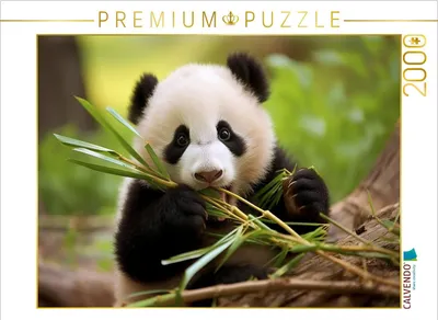 Produktbild von CALVENDO Puzzle Panda Jungtier | 2000 Teile Lege-Größe 90x67cm Foto-Puzzle für glückliche Stunden