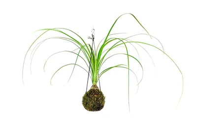Obrázok produktu pre Gardners Kokedama Nolina (S)