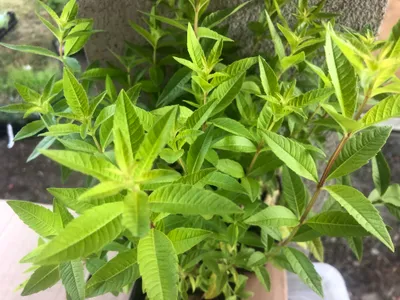 A close-up view of a potted lemon verbena plant with vibrant green leaves.