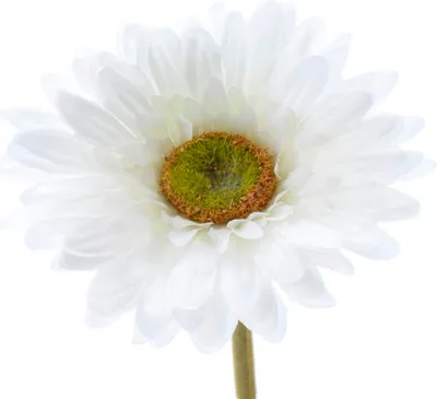 Produktbild von Blume Seidenblume Gerbera Kunstblume Dekoblume weiß 50 cm Stück