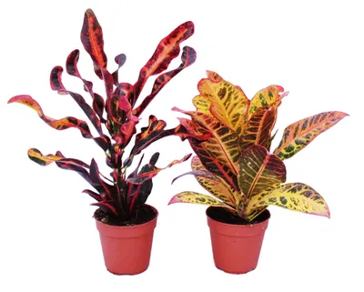 Obrázek produktu pro Sada 2 ruzných rostlin Codiaeum, zázracný ker, 12cm