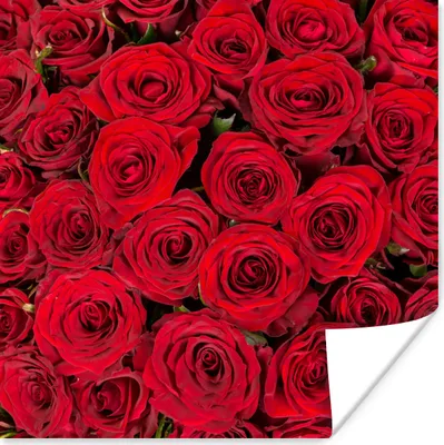 Produktbild von MuchoWow® Poster Rosen - Blumenstrauß - Rot 75x75 cm - Wand Dekoration
