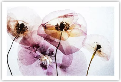 Produktbild von Poster - Poster ohne Rahmen - blume sommer natur - 91,5x61 cm - Wand Bild - Wanddeko - Wandbilder - Kunstposter - Wandposter - Bilder - Kunstdruck - Wanddekoration - Wandbild - P2XAA91x61-3821
