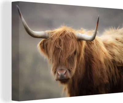 Produktbild von OneMillionCanvasses® - Leinwandbilder - 140x90 cm, Schottisches Hochlandrind - Licht - Porträt, Wandbilder Wohnzimmer Hochland Rind - Tier Wanddekoration - Hochland Rind - Kuh - Gemälde auf Holzrahmen