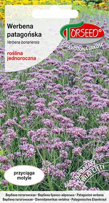 Produktbild von Samen des patagonischen Eisenkrauts lila-rosa 0.1g - Torseed