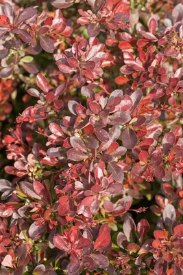 A close-up view of a plant with red and purple leaves.