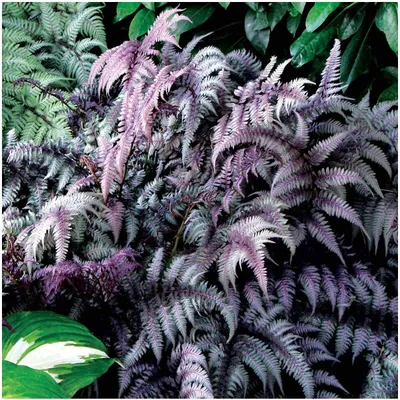 Produktbild von Stauden Gänge 3 x Athyrium niponicum 'Burgundy Lace' im 1 Liter Topf - Japanischer Regenbogenfarn - Farbenspiel aus Burgunderrot und Silber