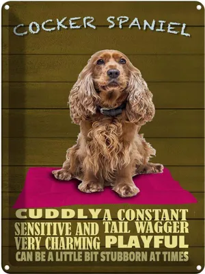 Produktbild von vianmo Blechschild 40x30 cm Cocker Spaniel Hund cuddly