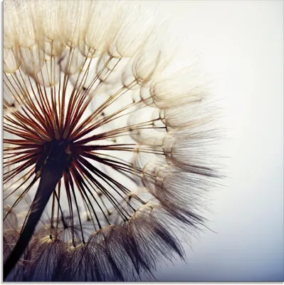 Produktbild von ARTland Glasbild Große Pusteblume Größe: 30x30 cm