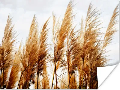 Produktbild von MuchoWow® Poster Pampasgras - Sonne - Gras 160x120 cm - Foto Plakat