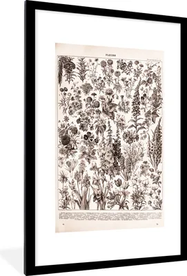 Produktbild von MuchoWow® Gerahmtes Poster Blumen - Pflanzen - Schwarz - Weiß 60x90 cm - Poster mit Schwarzem Bilderrahmen Wandposter Rahmen Foto Bilder - Dekoration - Wandposter Wohnzimmer - Hochwertig