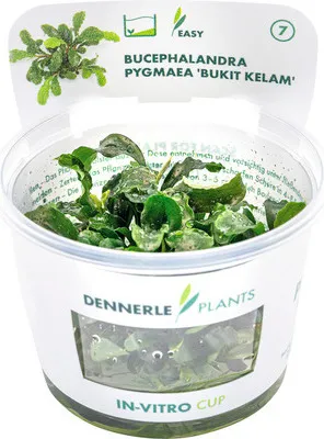 Obrázek produktu pro Bucephalandra pygmaea 'Bukit Kelam' In-Vitro
