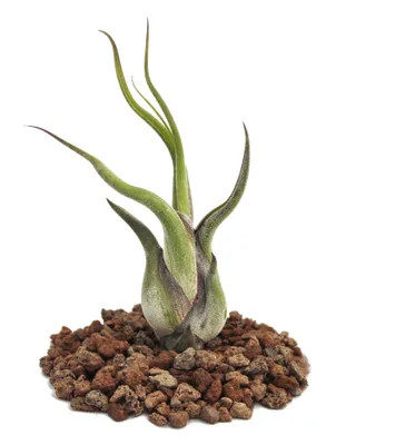 Produktbild von Tillandsia caput-medusae – lose Pflanze – klein