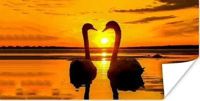 Produktbild von MuchoWow® Poster Schwäne - Sonnenuntergang - Vogel - Orange - Wasser 120x60 cm - Bild