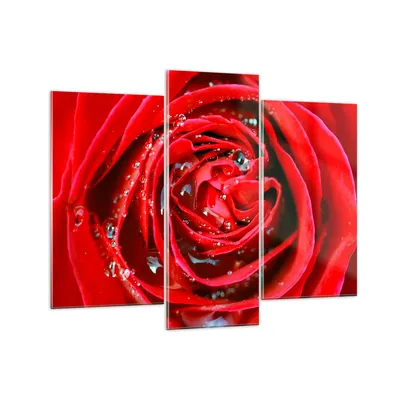 Produktbild von Bilder auf glas - Rose Blume Blütenblätter Tau - 130x100cm - Glasbilder - Wandbilder - Kunstdruck - zum Aufhängen bereit - Wanddekoration aus Glas - Glas Bilder - Wandbild auf Glas - GCB130x100-1518