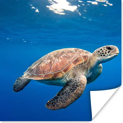 Produktbild von MuchoWow® Poster Schildkröte im Ozean 100x100 cm - Babyzimmer
