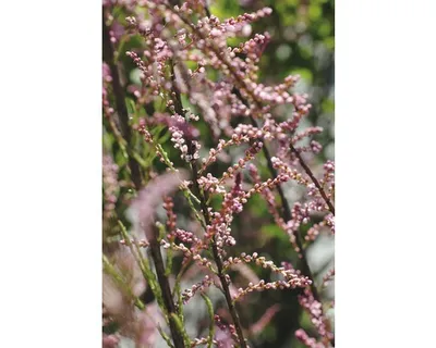 Produktbild von Kleinblütige Tamariske FloraSelf Tamarix parviflora H 60-80 cm Co 4,5 L
