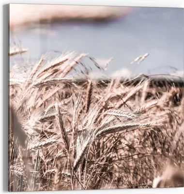 Produktbild von DEQOART Glasbild Echtglas 50x50 cm 'Sommerlicher Flimmer' Wandbild Bild modern Deko