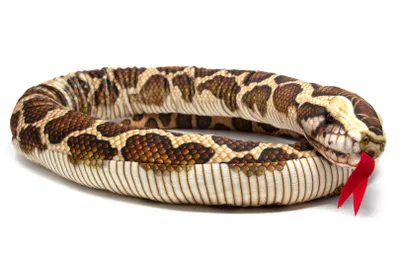 Produktbild von Cornelissen - Kuscheltier - Schlange Tigerpython - 145 cm lang