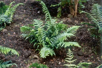 Produktbild von Dryopteris affinis 'Crispa', Filigranfarn, 2 Liter Container