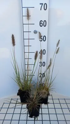Immagine prodotto di 6 x Pennisetum alop. 'Piglet' - Erba del pozzo della lampada - Topf 9 x 9 cm
