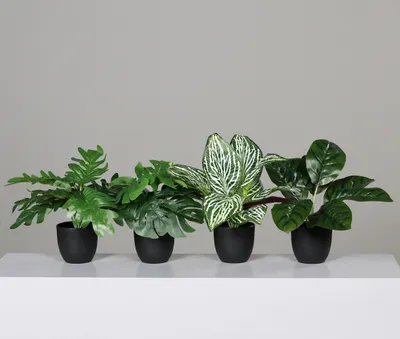 Produktbild von 4er Set künstliche Grünpflanzen im Topf H. 24-27cm grün DPI Zimmerpflanzen