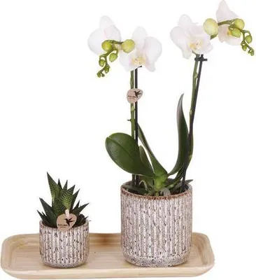 Produktbild von Orchidea Phalaenopsis Amabilis biela v okrasných kvetináčoch jaguár na bambusovom podnose + zelená rastlina - darčeková sada