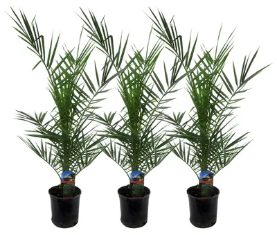 Image de Phoenix Canariensis | 3 pièces - 70-80cm - Ø15cm - Plante de jardin - Multideal
