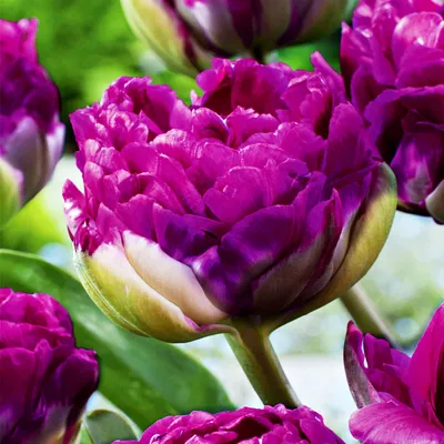Zdjęcie produktu dla Tulipan Pełny Blue Wow 5 szt. Tulipany Cebulki Tulipanów Cebule