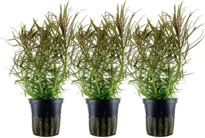 Produktbild von Aquarium Pflanze 3 Stück Pogostemon stellatus Wasserpflanze Tropica Nr.053G Set