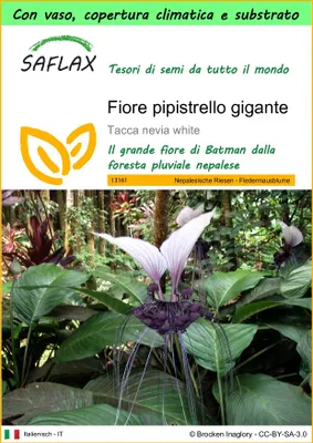 Immagine prodotto di SAFLAX Garden to go - Fiore pipistrello gigante - 10 semi - Tacca