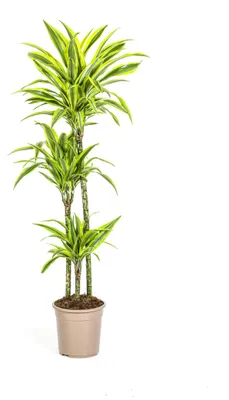 Produktbild von Drachenbaum - Dracaena deremensis "Lemon Lime" - Grünpflanze - 130-150cm hoch - 24cm Topf