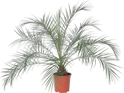 Zdjęcie produktu dla Daktylowiec niski - Phoenix roebelenii - Wysokość 80-90cm - ⌀21cm