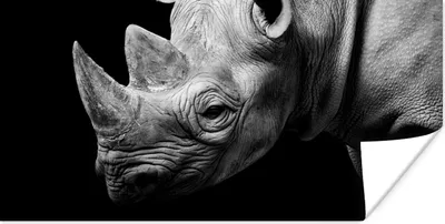 Produktbild von MuchoWow® Poster Tiere - Nashorn - Schwarz - Weiß - Porträt 40x20 cm - Poster für die Wand - Poster Schlafzimmer