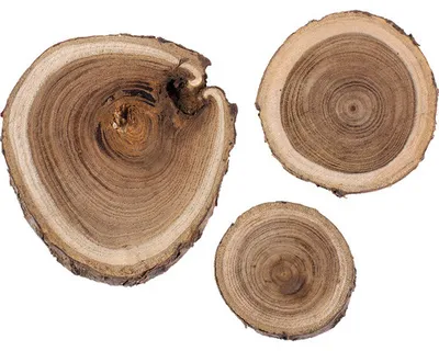 Produktbild von Glorex Birke Scheibe 80 g 3-6 cm