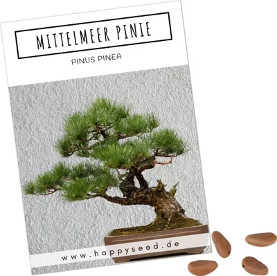 Produktbild von Außergewöhnliche Bonsai Samen mit hoher Keimrate - Pflanzen Samen Set für deinen eigenen Bonsai Baum (1x Mittelmeer Pinie)
