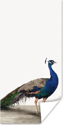 Produktbild von MuchoWow® Poster Pfau - Federn - Vogel - Kinder - Jungen - Mädchen 80x160 cm - Kinderzimmer