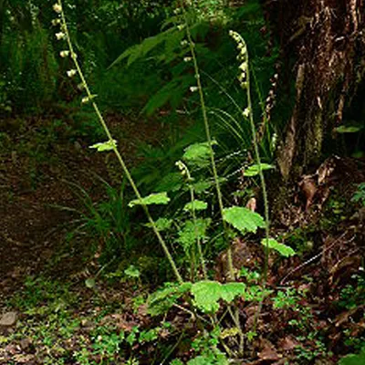 Image de 6 x Racine de mandragore - Tellima grandiflora | Pot 9cm x 9cm