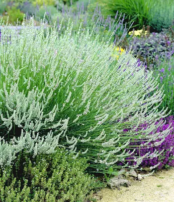 Produktbild von BALDUR Garten Weißer Lavendel Duftlavendel, 3 Pflanzen, echter Lavendel Lavandula, winterharte Staude, trockenresistent, mehrjährig, bienenfreundlich und schmetterlingsfreundlich, blühend