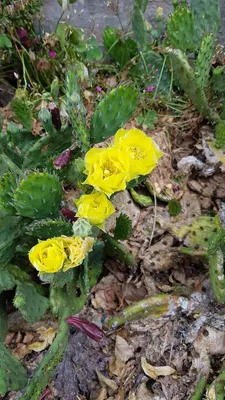 Image de Opuntia humifusa / Oponce de l'est