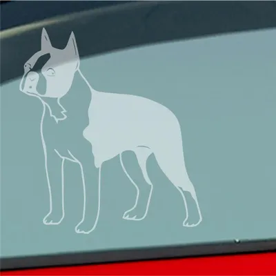 Produktbild von Auto Aufkleber Boston Terrier Hund Dog Animal 12x10 cm Milchglas Sticker Heckscheibenaufkleber