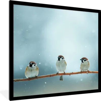 Produktbild von MuchoWow® Gerahmtes Poster Vögel - Spatz - Schnee - Winter 40x40 cm - Poster mit Schwarzem Bilderrahmen Wandposter Rahmen Foto Bilder - Mit Rahmen - Wanddekoration Schlafzimmer