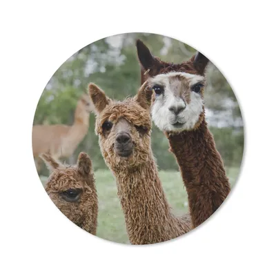 Produktbild von MuchoWow® Mauspad Mousepad Alpaka - Tier - Braun 30x30 cm - Mousepads - Maus Mat - Pad - Mausunterlage - Tischunterlage - Schreibtischmatten