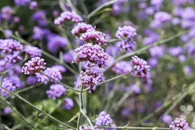 Produktbild von Verbena bonariensis 'Lollipop', Eisenkraut, violett, ca. 9x9 cm Topf