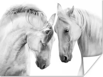 Produktbild von MuchoWow® Poster Pferd - Tiere - Porträt - Weiß 80x60 cm - Kunst für zu Hause