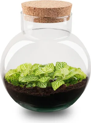 Produktbild von Flaschengarten DIY - Noah - Ökosystem mit Pflanzen im Glas - Ø 18,5 cm ↑ 19 cm