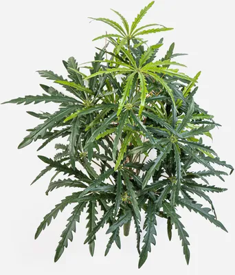 Produktbild von artplants.de Kunst Aralie PANGON auf Steckstab, grün, 50cm - Künstliche Fingeraralie