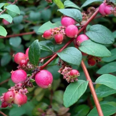 Image de 2 x Symphoricarpos chenaultii 'Hancock' - 15-20 cm en conteneur